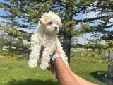 Yüksek Kalite Maltese Bebeklerimiz
