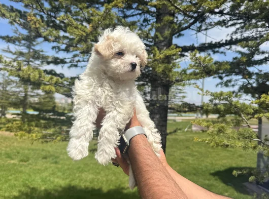 Yüksek Kalite Maltese Bebeklerimiz