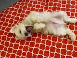 White Morkie