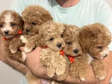 Yüksek Kalite Maltipoo Bebeklerimiz
