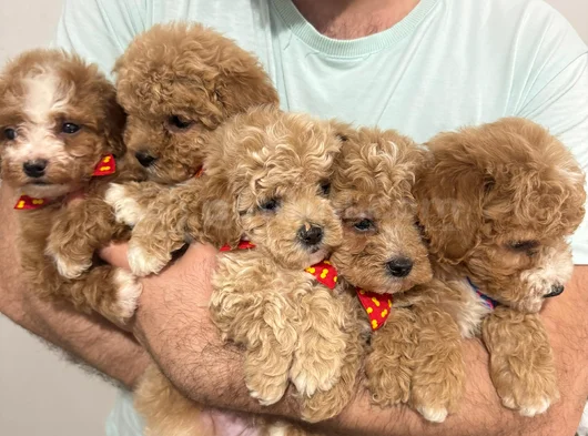 Yüksek Kalite Maltipoo Bebeklerimiz