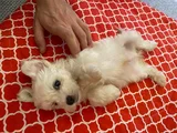 White morkie