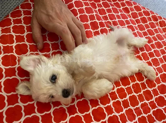 White Morkie