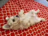 White Morkie