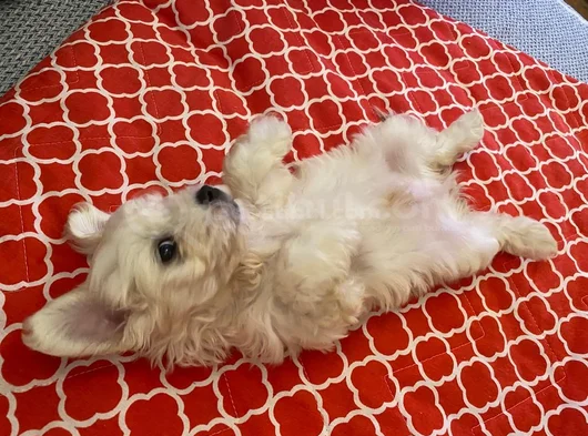 White Morkie görsel