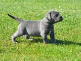 Blue Cane Corso Yavrularimiz
