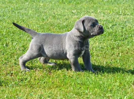 Blue Cane Corso Yavrularimiz görsel