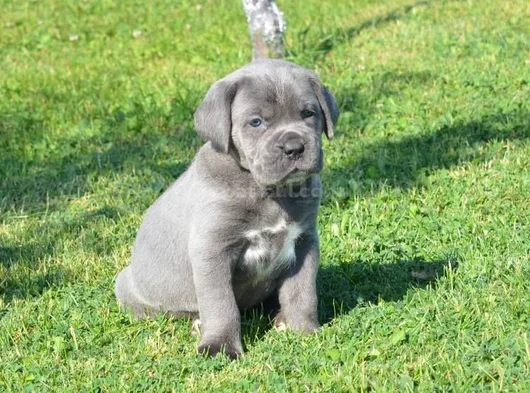 Blue Cane Corso Yavrularimiz