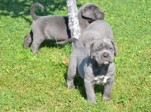 Blue Cane Corso Yavrularimiz görsel