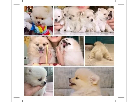 Pomeranian Yavrularımız - Masraf Karşılığı Sahiplendirme görsel