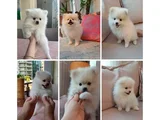 Pomeranian Yavrularımız - Masraf Karşılığı Sahiplendirme
