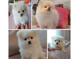Pomeranian Yavrularımız - Masraf Karşılığı Sahiplendirme