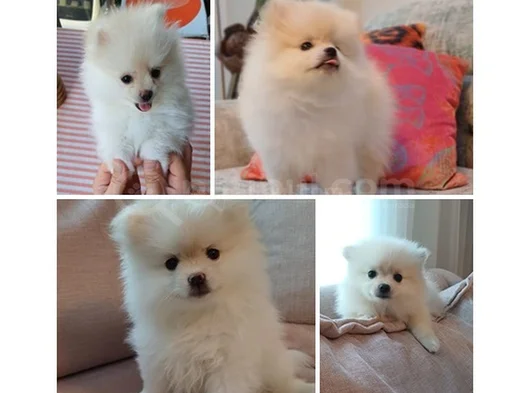 Pomeranian Yavrularımız - Masraf Karşılığı Sahiplendirme görsel