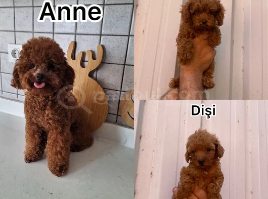 Orjinal Irk Minyatür Toy Poodle görsel