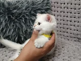 Pafuli Kedi