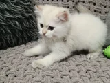 Pafuli kedi