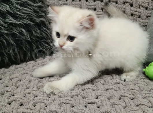 Pafuli Kedi