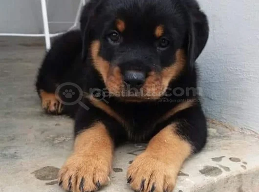 Rottwei̇ler Yavrular
