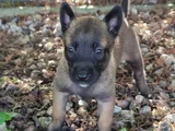 Sert malinoisler
