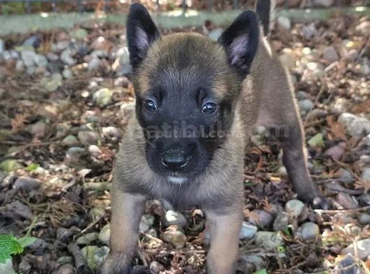 Sert Malinoisler