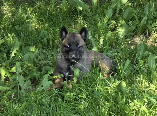 Sert Malinoisler görsel