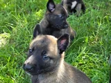 Sert Malinoisler