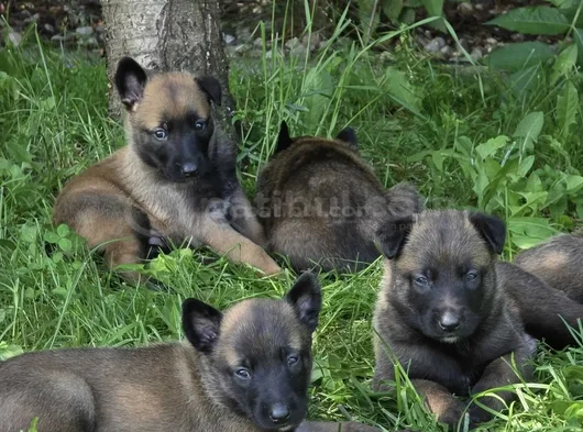 Sert Malinoisler görsel
