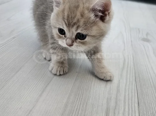 Çok Tatlı British Shorthair 15 - 2 Aylık Yavru Kediler görsel