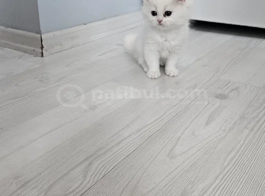 Çok Tatlı British Shorthair 15 - 2 Aylık Yavru Kediler görsel