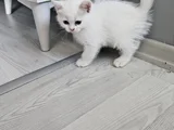 Çok Tatlı British Shorthair 15 - 2 Aylık Yavru Kediler