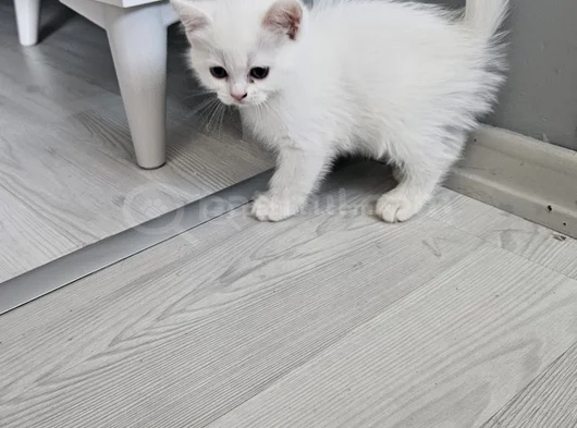 Çok Tatlı British Shorthair 15 - 2 Aylık Yavru Kediler görsel