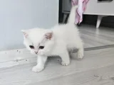 Çok Tatlı British Shorthair 15 - 2 Aylık Yavru Kediler