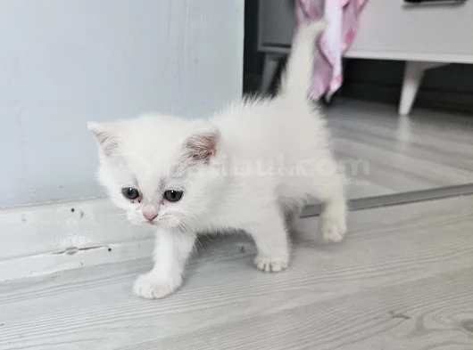 Çok Tatlı British Shorthair 15 - 2 Aylık Yavru Kediler görsel