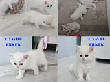 Çok Tatlı British Shorthair 15 - 2 Aylık Yavru Kediler