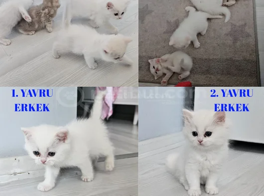 Çok Tatlı British Shorthair 15 - 2 Aylık Yavru Kediler