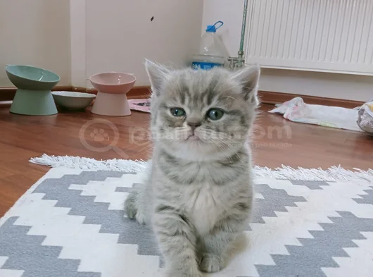 Bal Ve Kaymak Kaçirilmiyacak Güzelli̇kler görsel