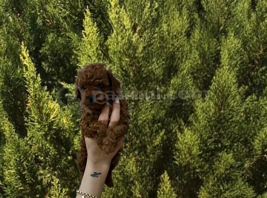 Toy Poodle Yavrular görsel