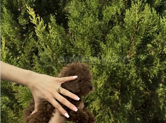Toy Poodle Yavrular görsel