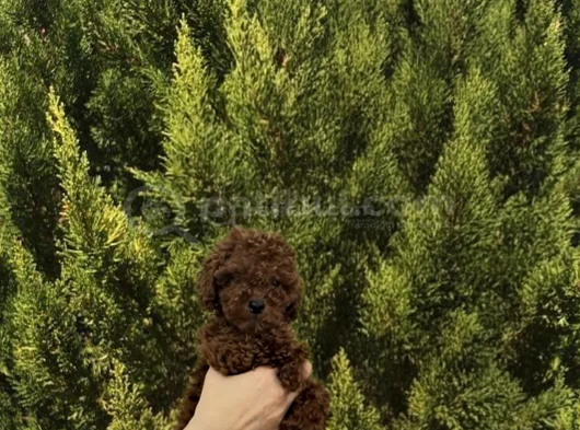Toy Poodle Yavrular görsel