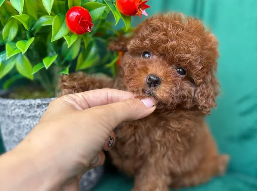 Tcap Ve Toy Poodle Irk Ve Sağlik Garanti̇li̇ görsel