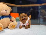 kore Maltipoo yavrularımız