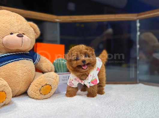 Kore Maltipoo Yavrularımız