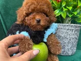 TCAP VE TOY POODLE IRK VE SAĞLIK GARANTİLİ