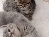 Bal Ve Kaymak Kaçirilmiyacak Güzelli̇kler