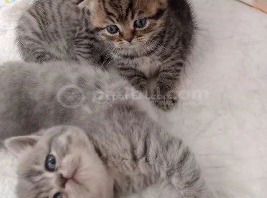 Bal Ve Kaymak Kaçirilmiyacak Güzelli̇kler görsel