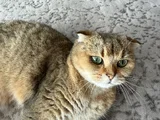 Sandy Scottish Fold Ücretsiz