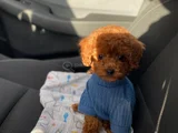 Toy poodle oğlumuza çiftleştirmek için partner arıyoruz