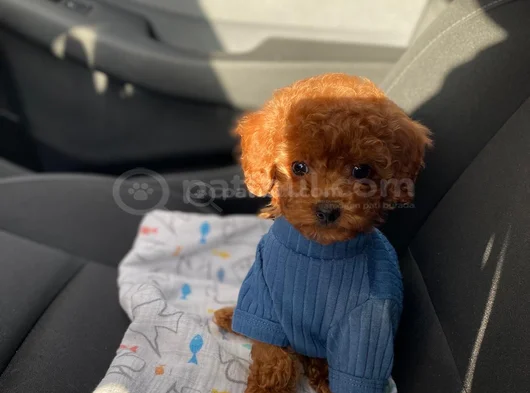 Toy Poodle Oğlumuza Çiftleştirmek Için Partner Arıyoruz