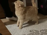Kedimiz Için Yeni Yuva Arıyoruz