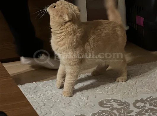 Kedimiz Için Yeni Yuva Arıyoruz görsel